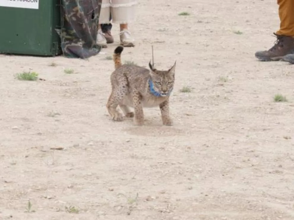 Waka, lince hembra del programa de reintroducción de la especie en Aragón, ha muerto por un golpe en la cabeza