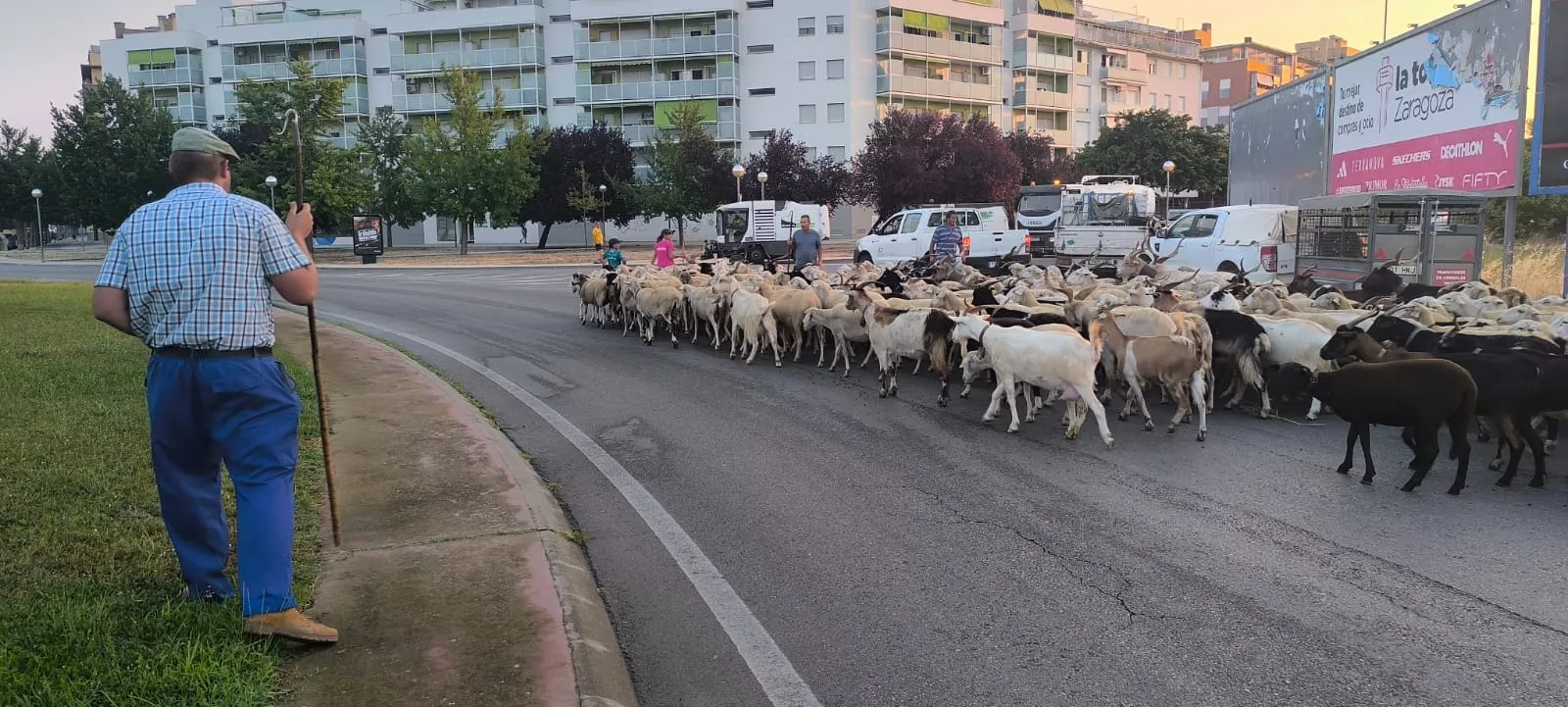 Paso por Huesca de un rebaño de Castelflorite rumbo a la Hoya. Foto Joaquín Santafé