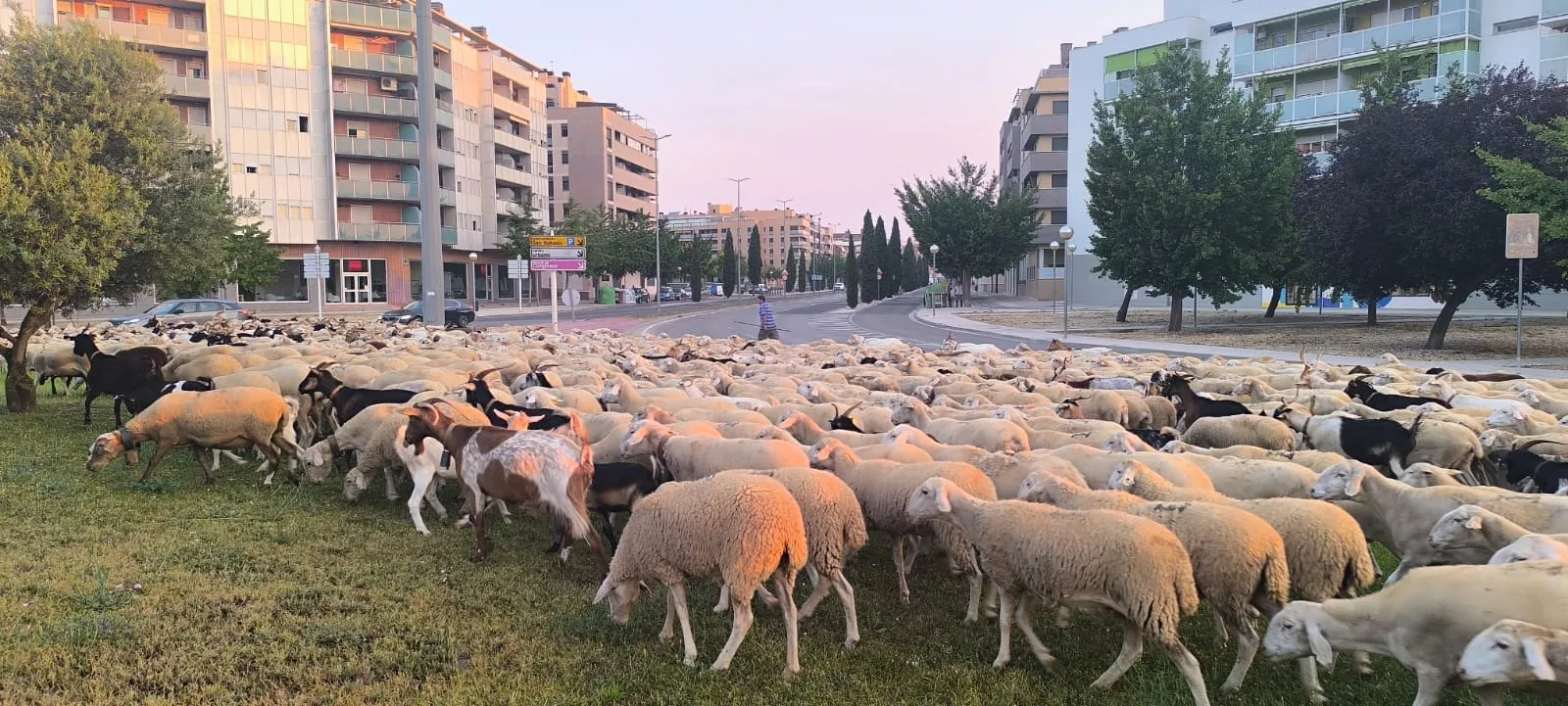 Paso por Huesca de un rebaño de Castelflorite rumbo a la Hoya. Foto Joaquín Santafé