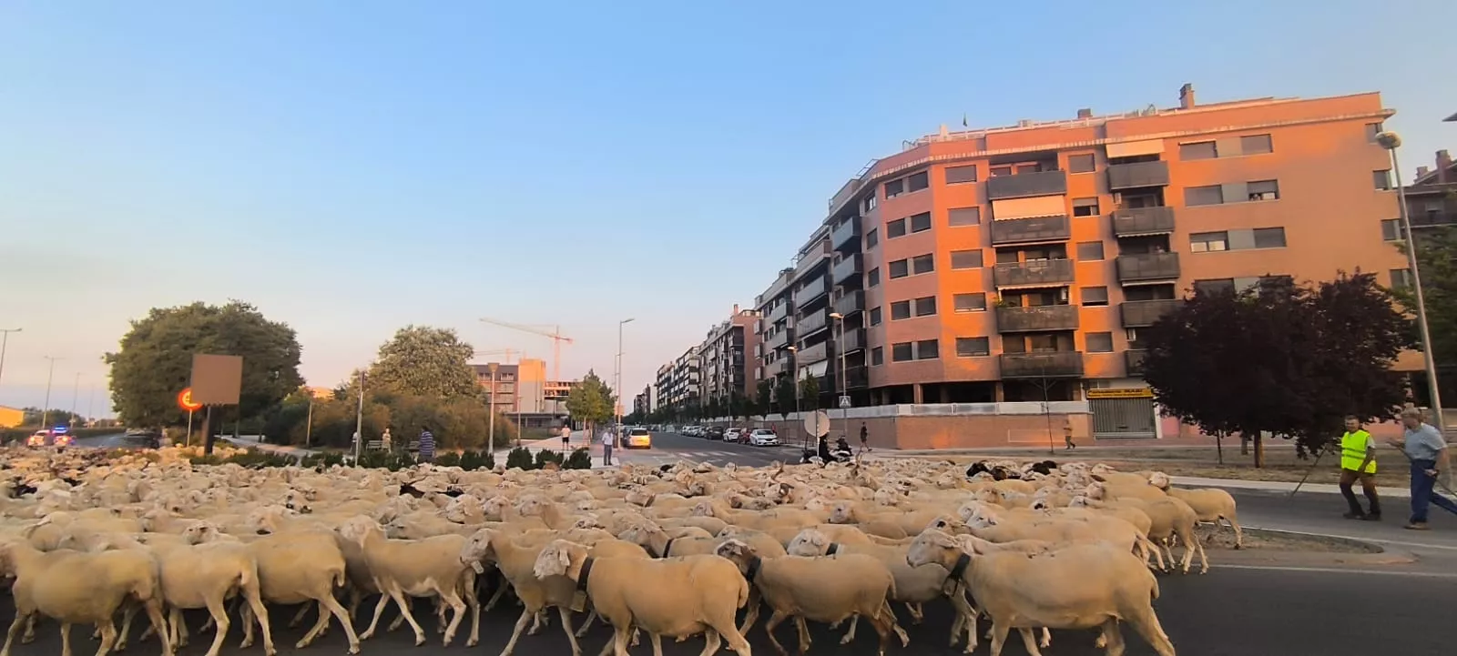 Paso por Huesca de un rebaño de Castelflorite rumbo a la Hoya. Foto Joaquín Santafé