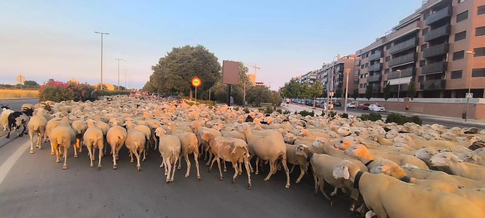 Paso por Huesca de un rebaño de Castelflorite rumbo a la Hoya. Foto Joaquín Santafé