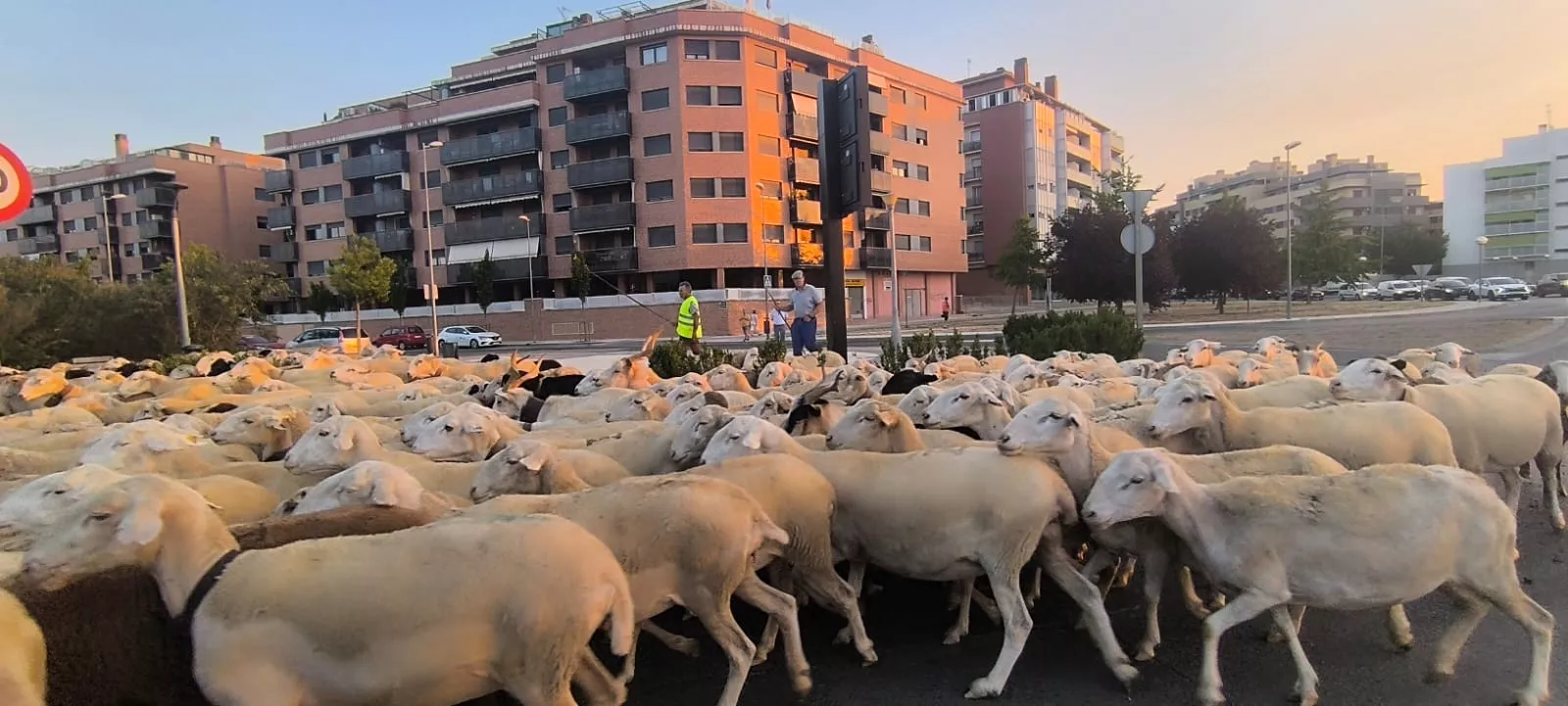 Paso por Huesca de un rebaño de Castelflorite rumbo a la Hoya. Foto Joaquín Santafé