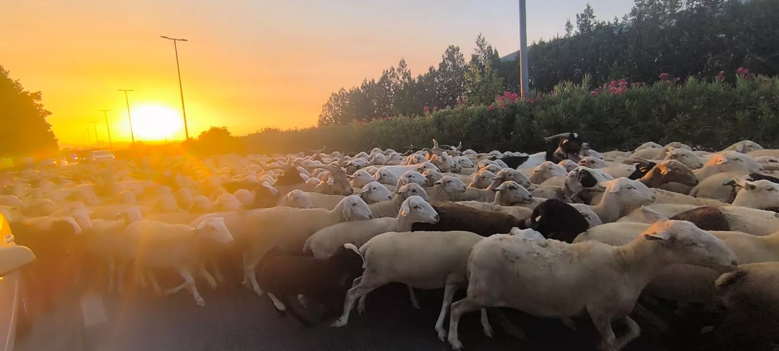 Paso por Huesca de un rebaño de Castelflorite rumbo a la Hoya. Foto Joaquín Santafé