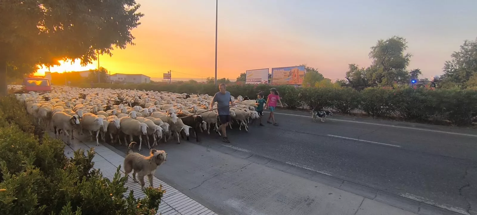 Paso por Huesca de un rebaño de Castelflorite rumbo a la Hoya. Foto Joaquín Santafé