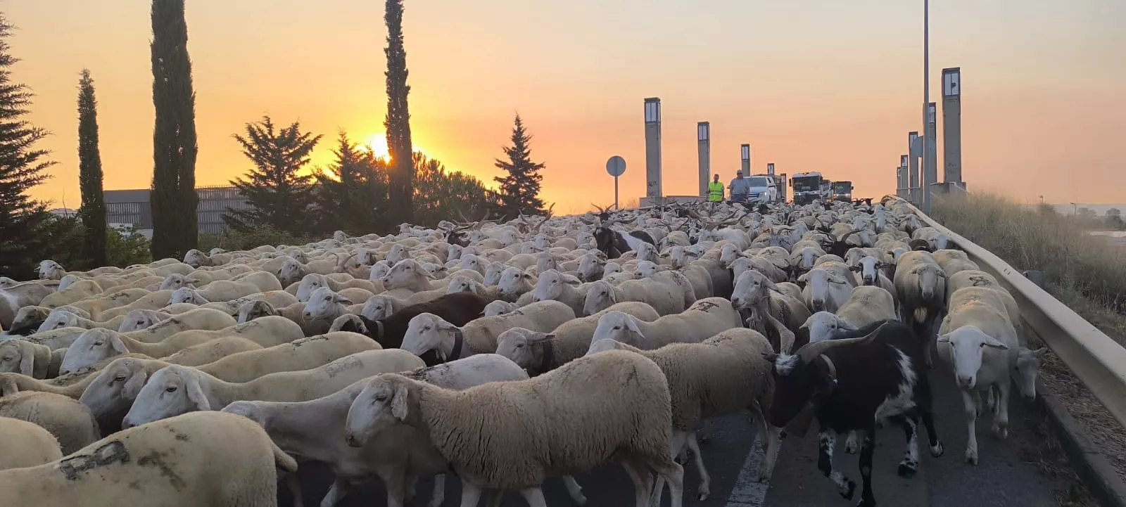 Paso por Huesca de un rebaño de Castelflorite rumbo a la Hoya. Foto Joaquín Santafé