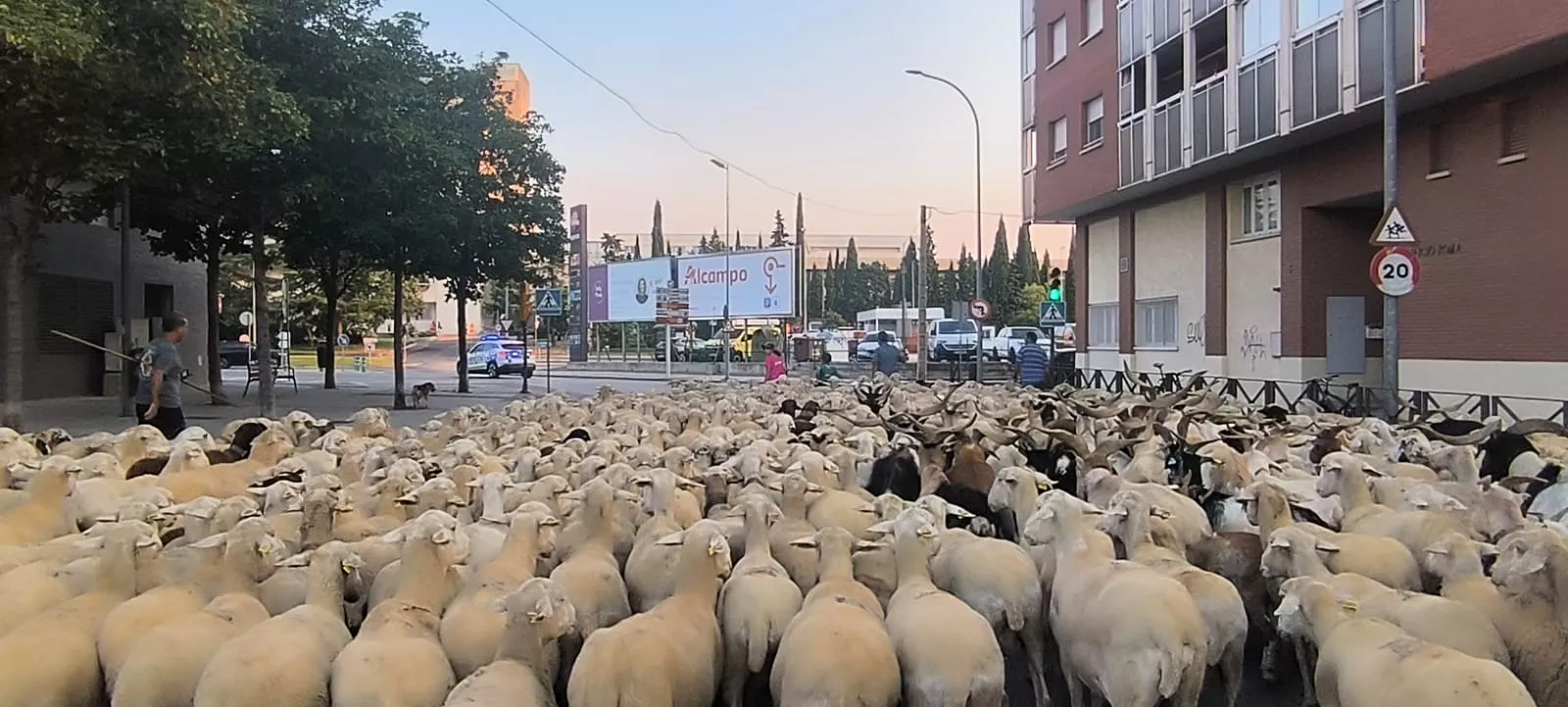 Paso por Huesca de un rebaño de Castelflorite rumbo a la Hoya. Foto Joaquín Santafé
