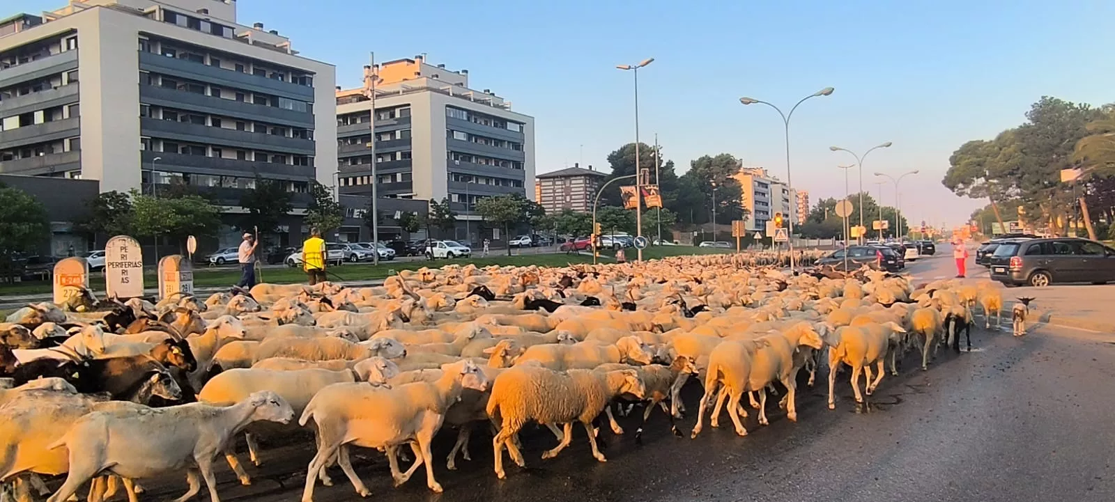 Paso por Huesca de un rebaño de Castelflorite rumbo a la Hoya. Foto Joaquín Santafé