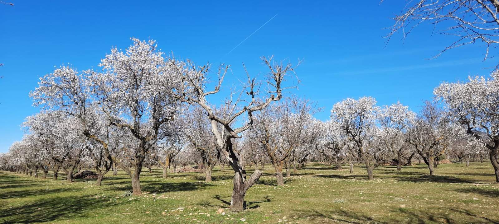 Caminata en la flor del almendro de Ayerbe