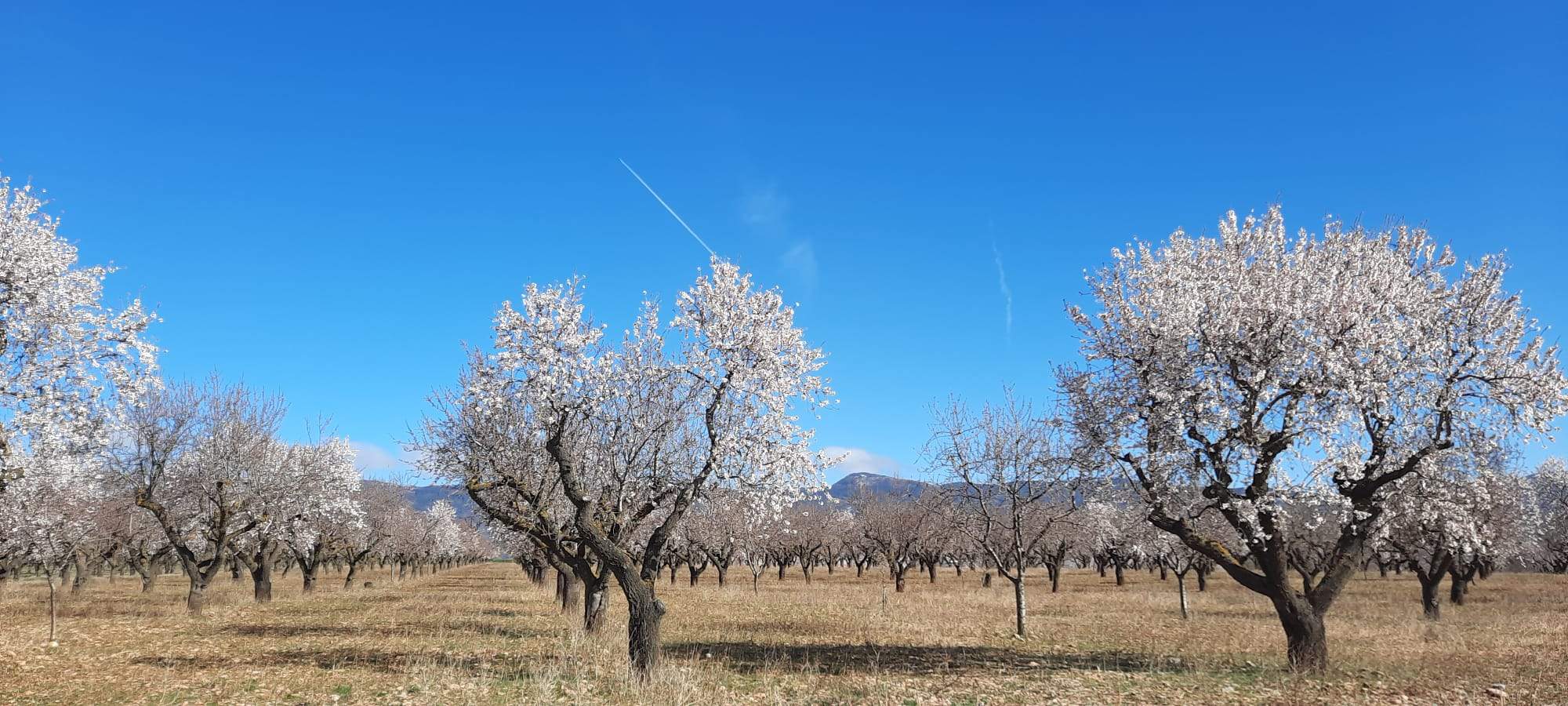 Caminata en la flor del almendro de Ayerbe