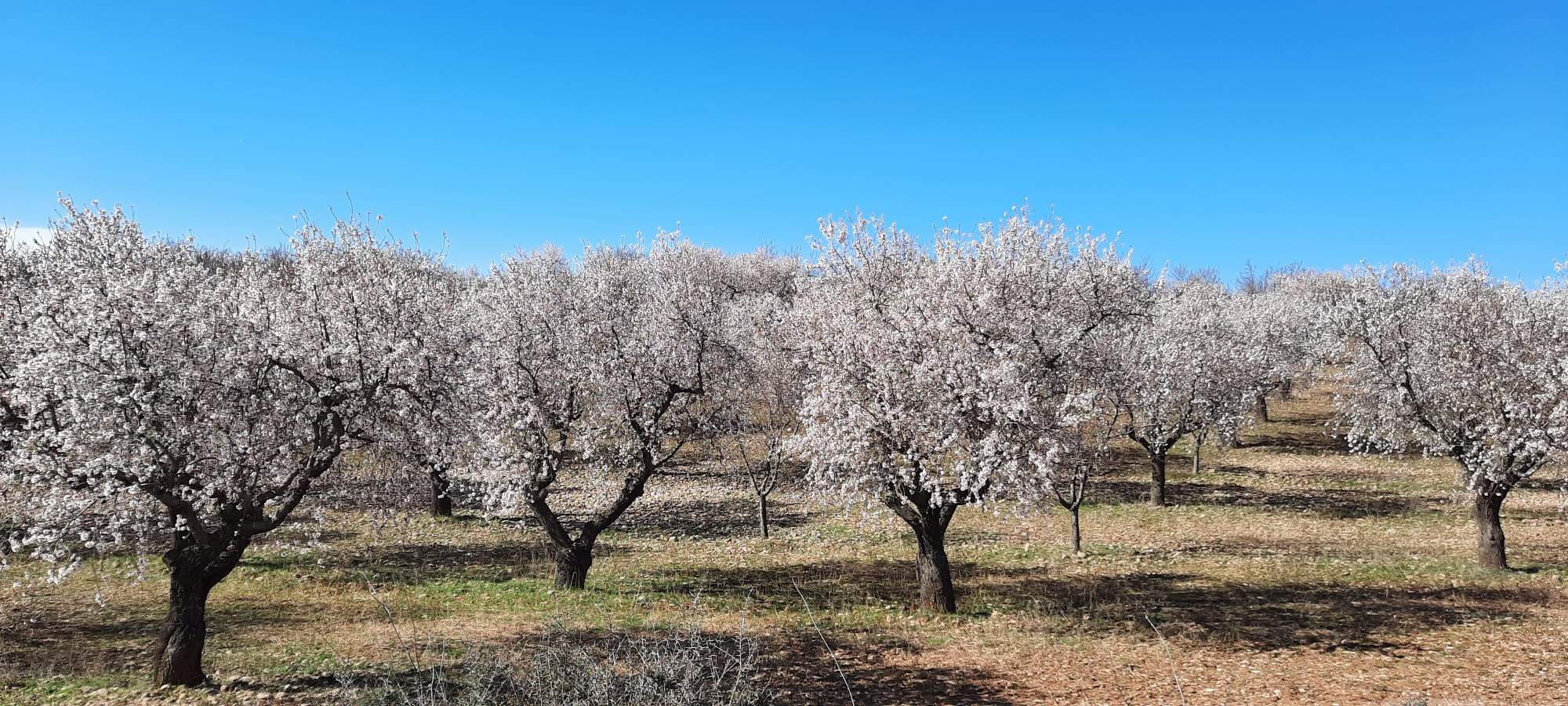 Caminata en la flor del almendro de Ayerbe