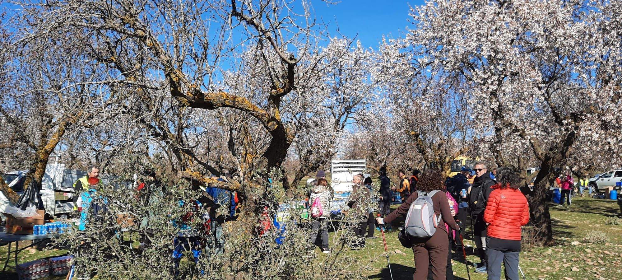 Caminata en la flor del almendro de Ayerbe