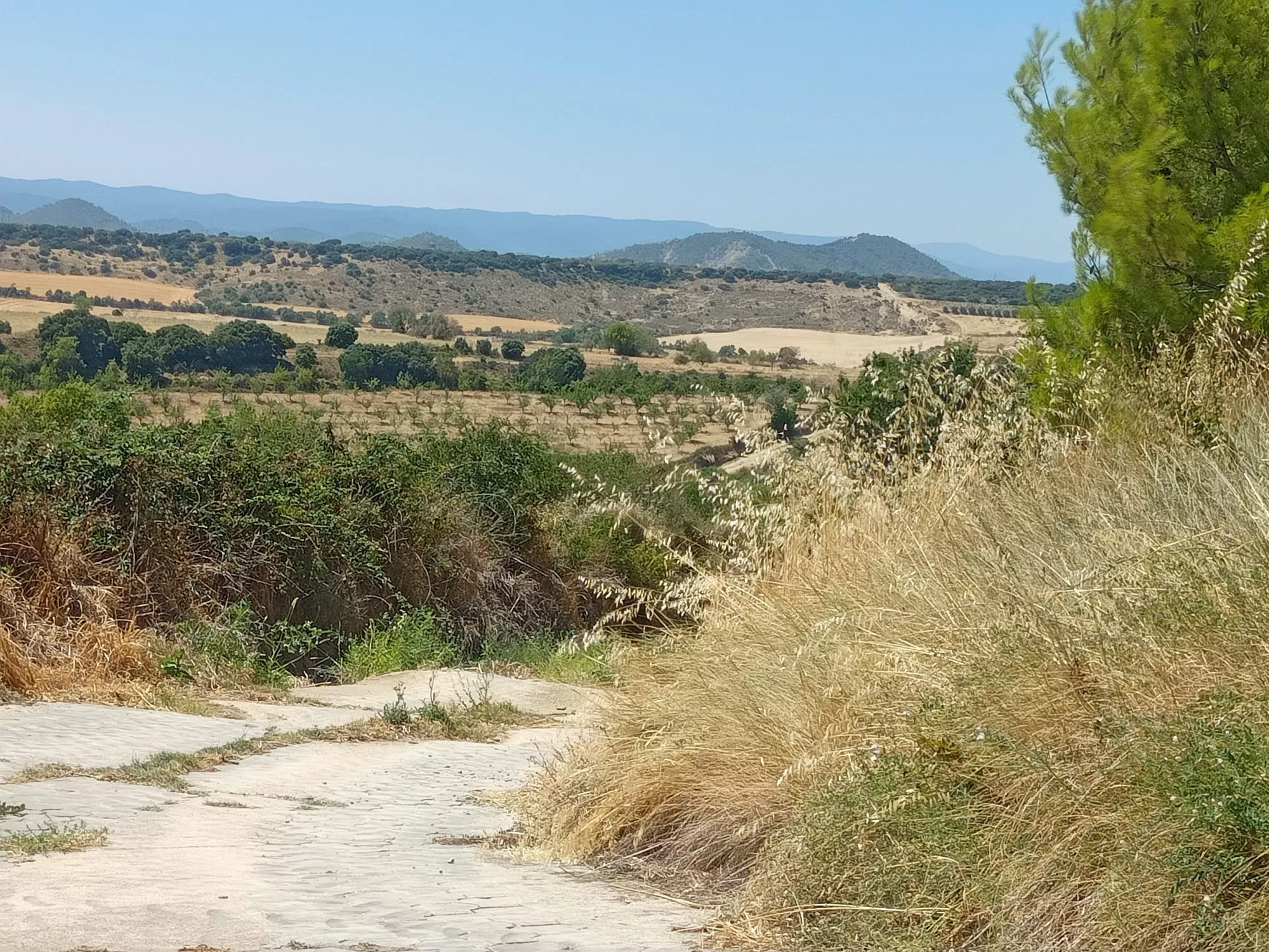 Entorno de Loscorrales con abundante maleza.