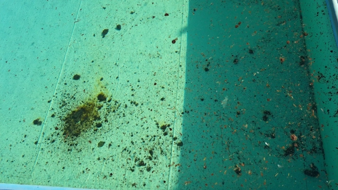 Estiércol en el interior del vaso de una de las piscinas de Almudévar.