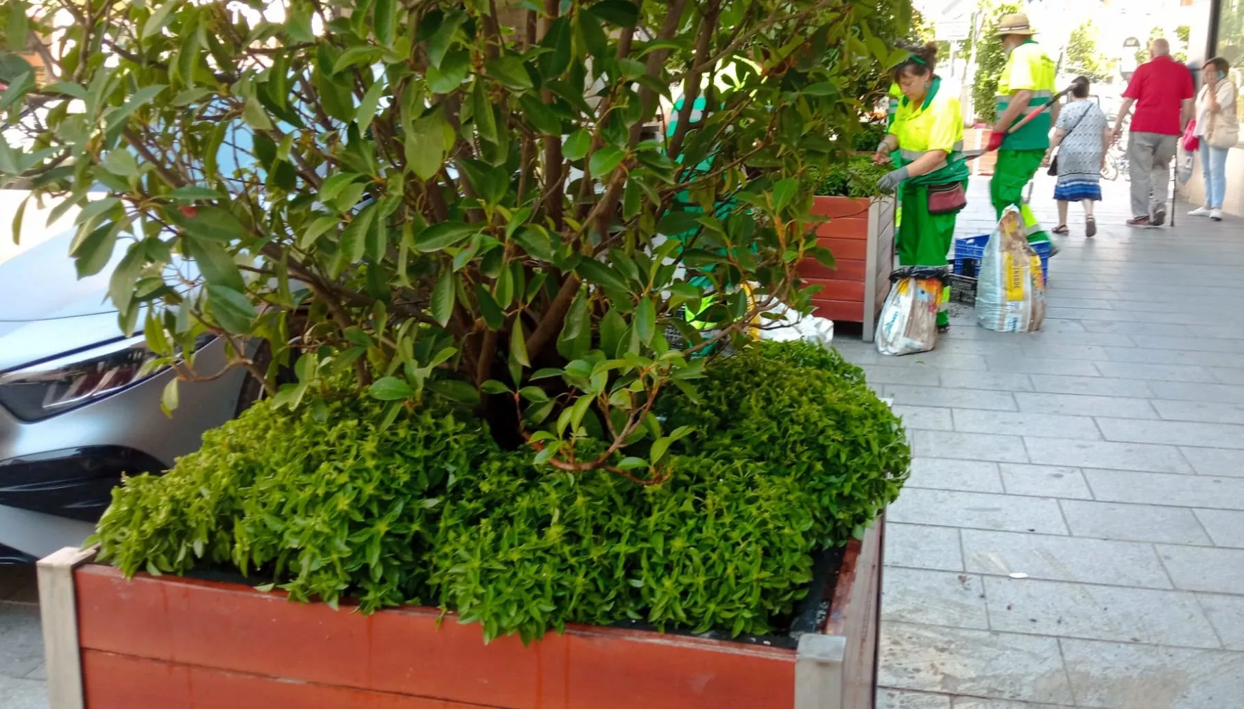 La albahaca anuncia la llegada de San Lorenzo en las calles de Huesca.