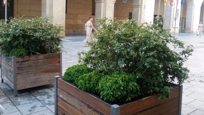 Albahaca plantada en los maceteros de los Porches de Galicia. Albahaca plantada en los maceteros de los Porches de Galicia.