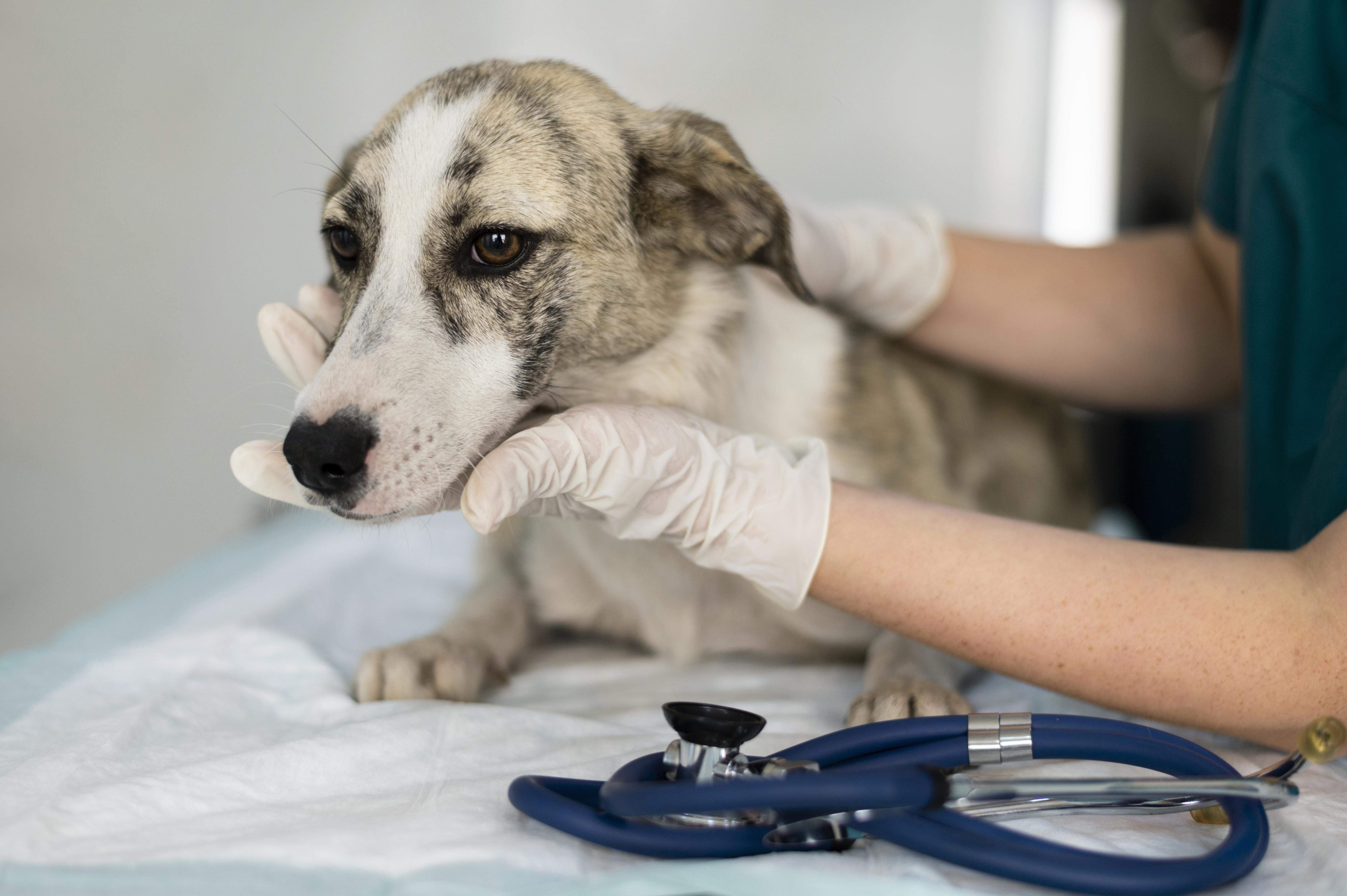 Los veterinarios ven "muchas carencias" en la Ley de Bienestar Animal.