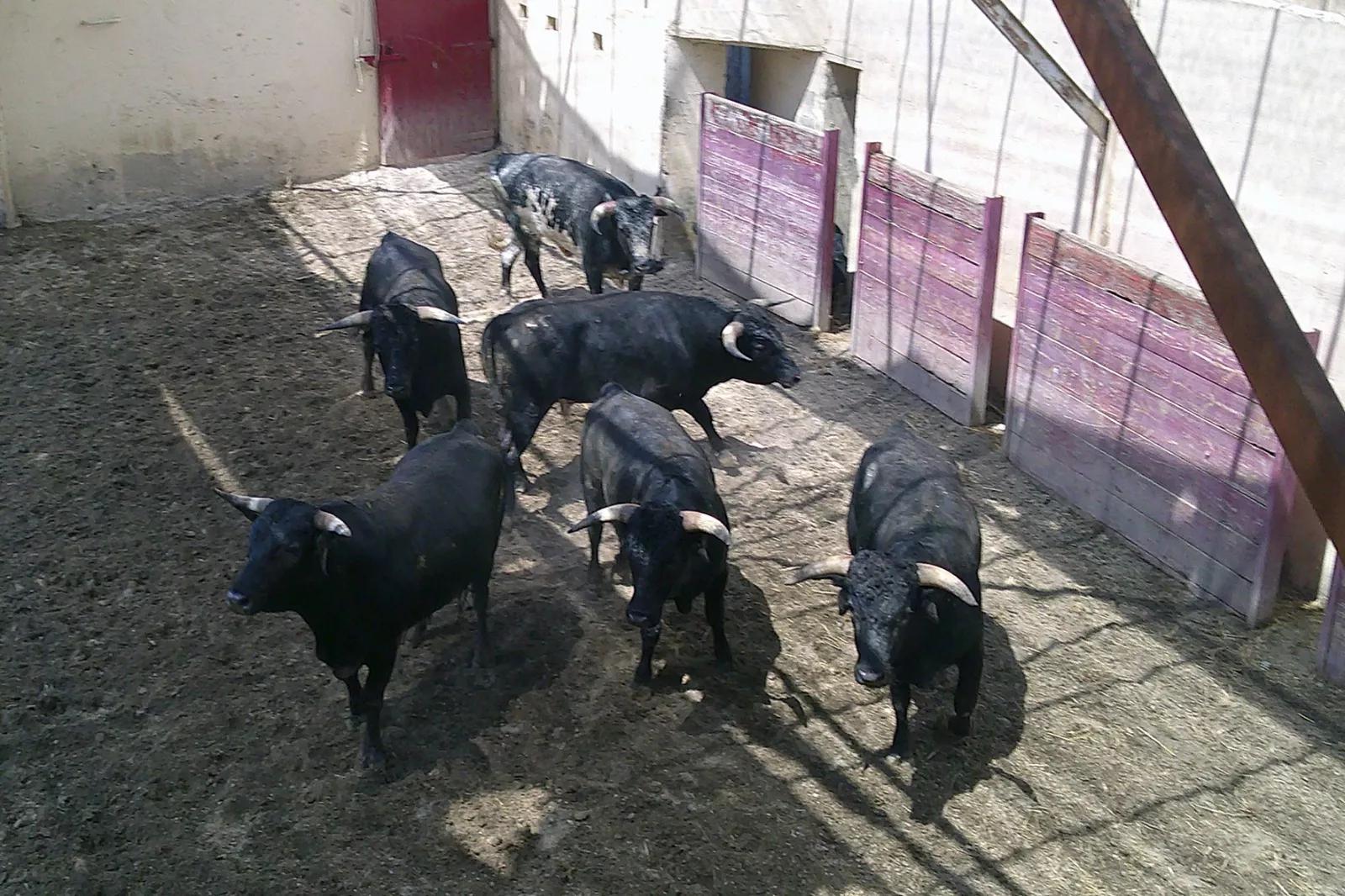 Novillos de los Maños