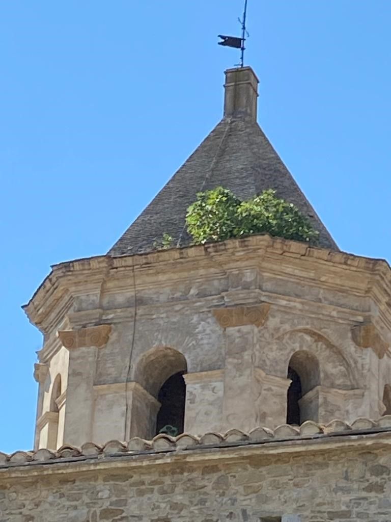 Higuera que se ha "instalado" en la torre de la Catedral de Roda de Isábena.