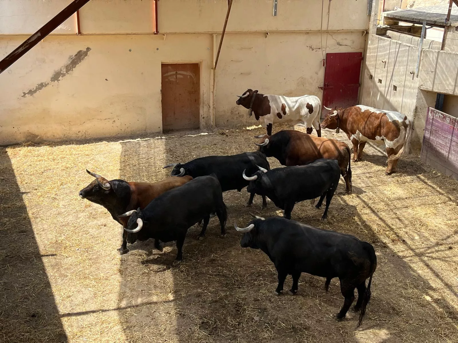 Los toros de Luis Algarra que lidiará Roca Rey ya están en Huesca