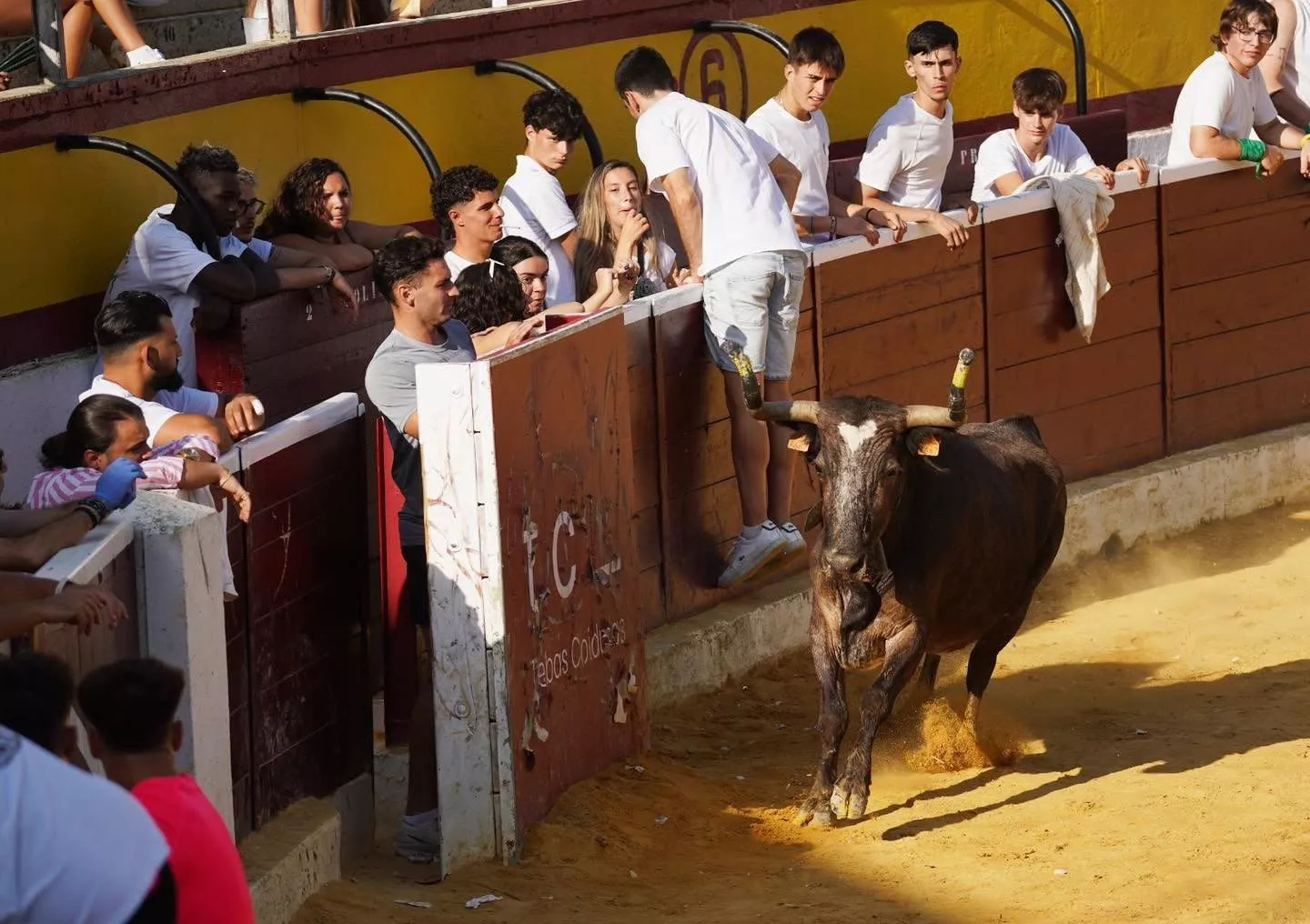 Imágenes de la primera mañana vaquillera de Huesca 2026. Foto: Tauroemoción