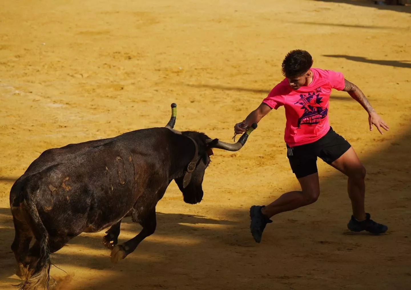 Imágenes de la primera mañana vaquillera de Huesca 2026. Foto: Tauroemoción