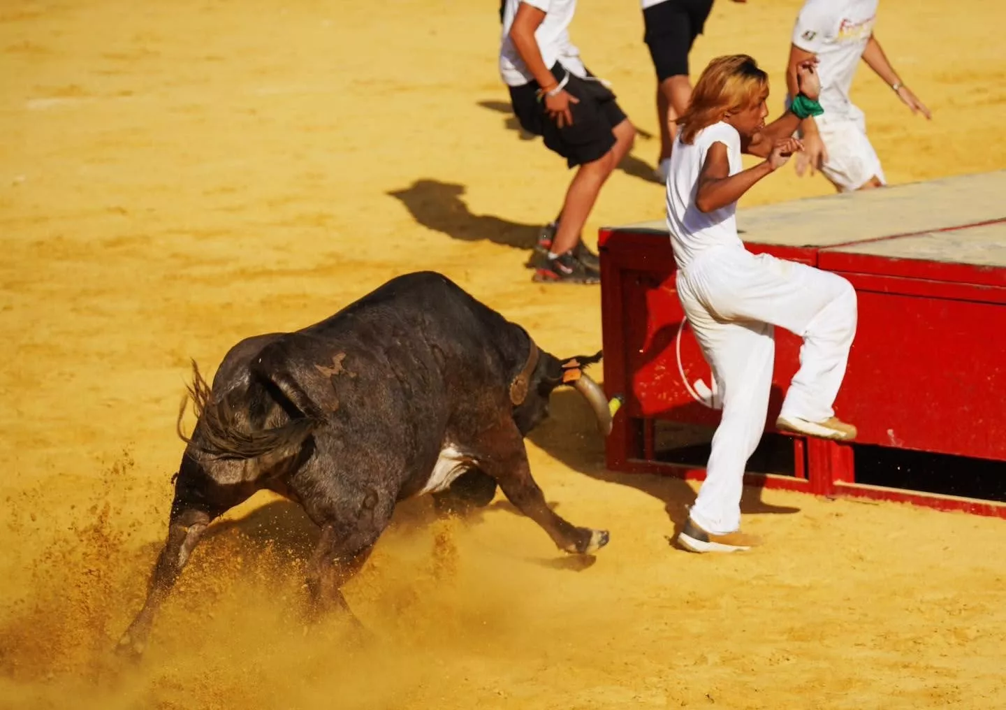 Imágenes de la primera mañana vaquillera de Huesca 2026. Foto: Tauroemoción