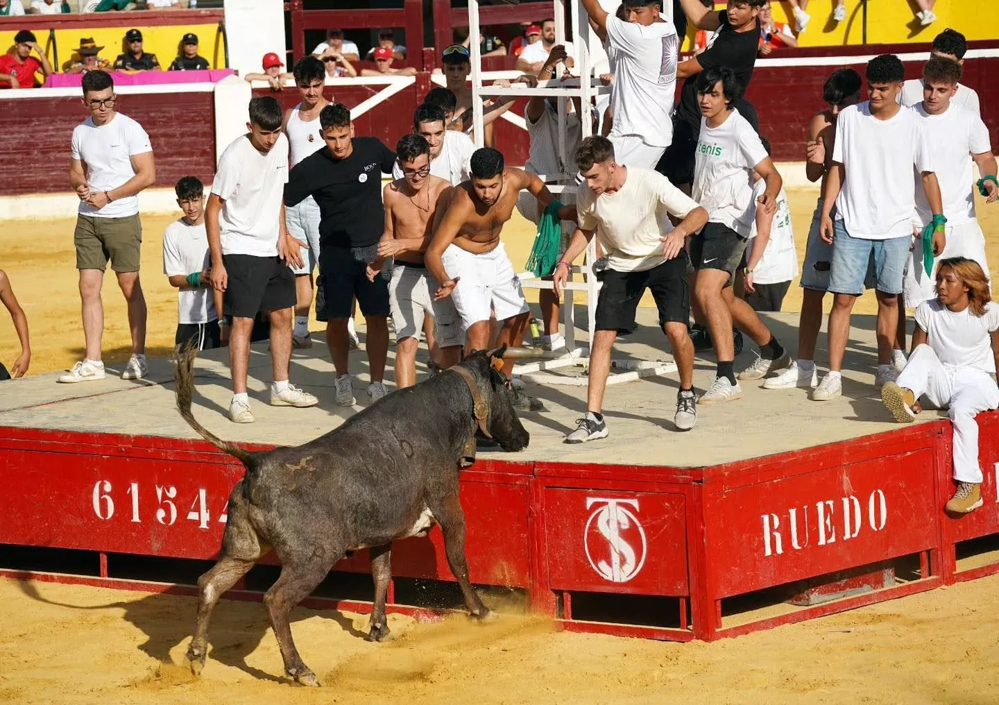 Imágenes de la primera mañana vaquillera de Huesca 2026. Foto: Tauroemoción