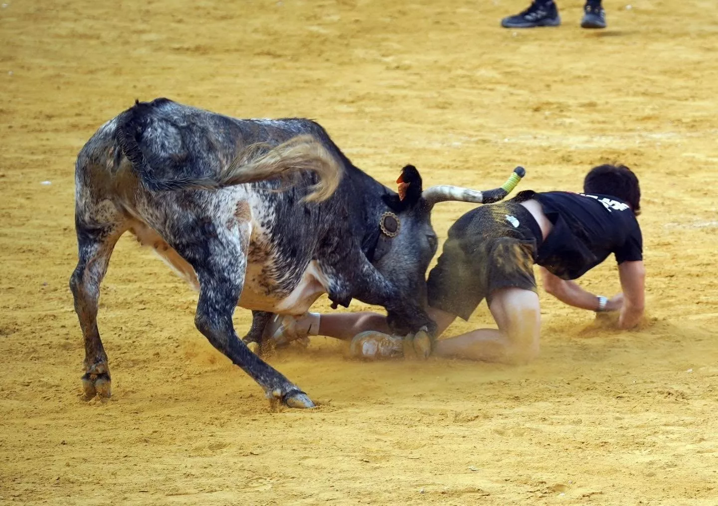 Imágenes de la primera mañana vaquillera de Huesca 2026. Foto: Tauroemoción