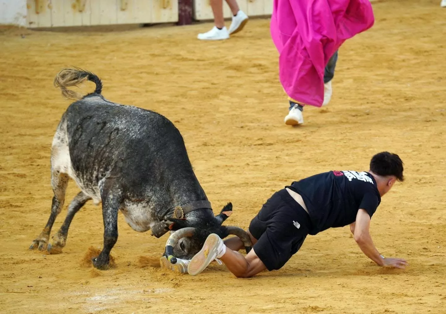 Imágenes de la primera mañana vaquillera de Huesca 2026. Foto: Tauroemoción