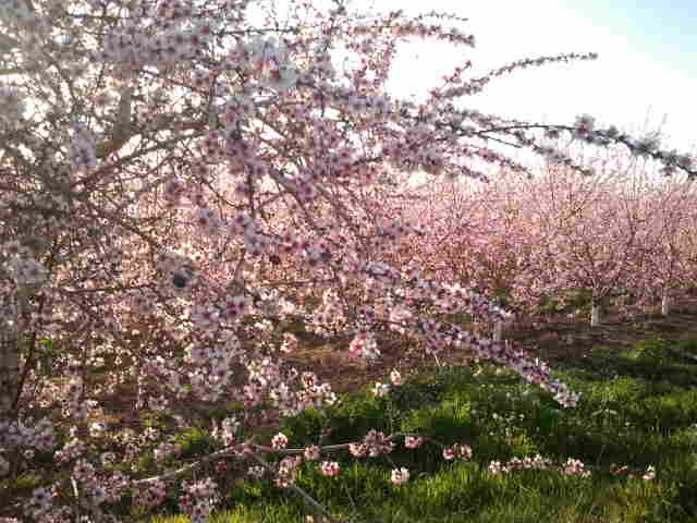 Campos en la provincia de Huesca. Los agricultores y ganaderos recibirán 150 millones de pagos anticipados de la PAC