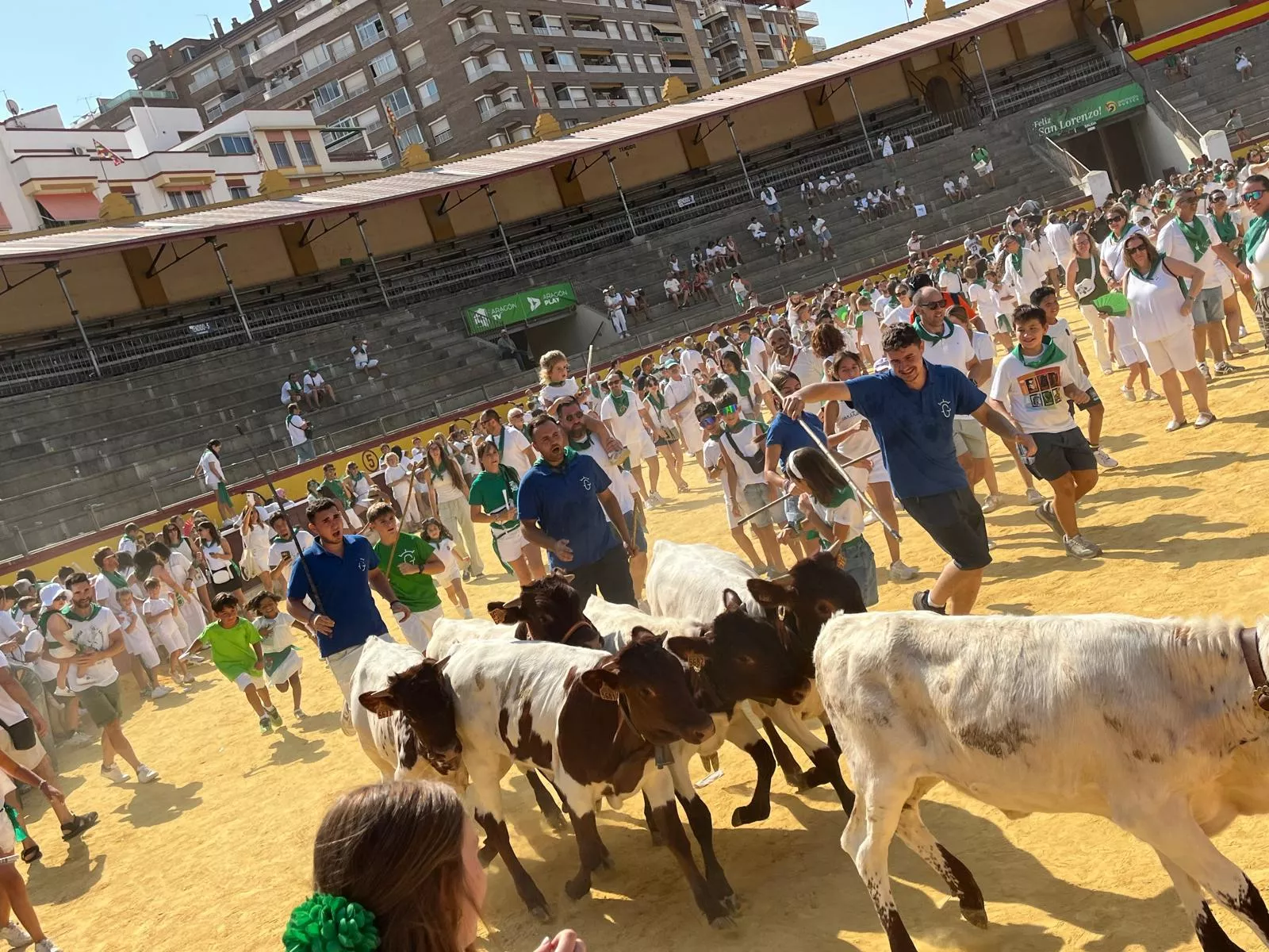 Imágenes del encierro infantil con minibueyes en Huesca organizado por Tauroemoción. Foto: Adri Mora