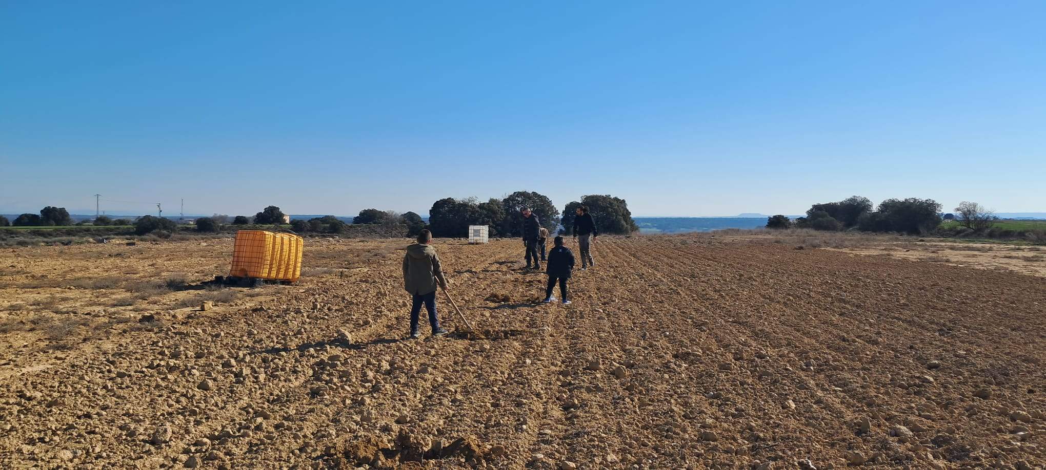 Replantación en Sesa