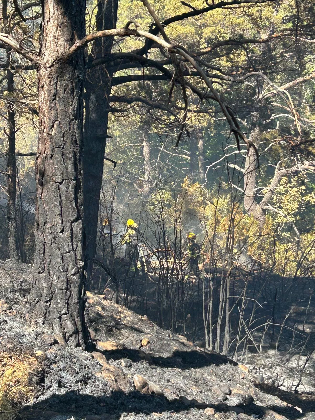 Imagen de archivo de los trabajos forestales contra el fuego en el Monasterio de San Juan de la Peña. Fotos Gobierno de Aragón