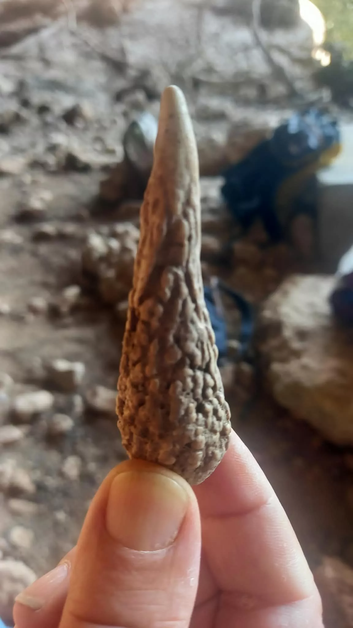 Jornada en la Cueva de Chaves para recoger los últimos restos encontrados este verano. Foto A. Mora