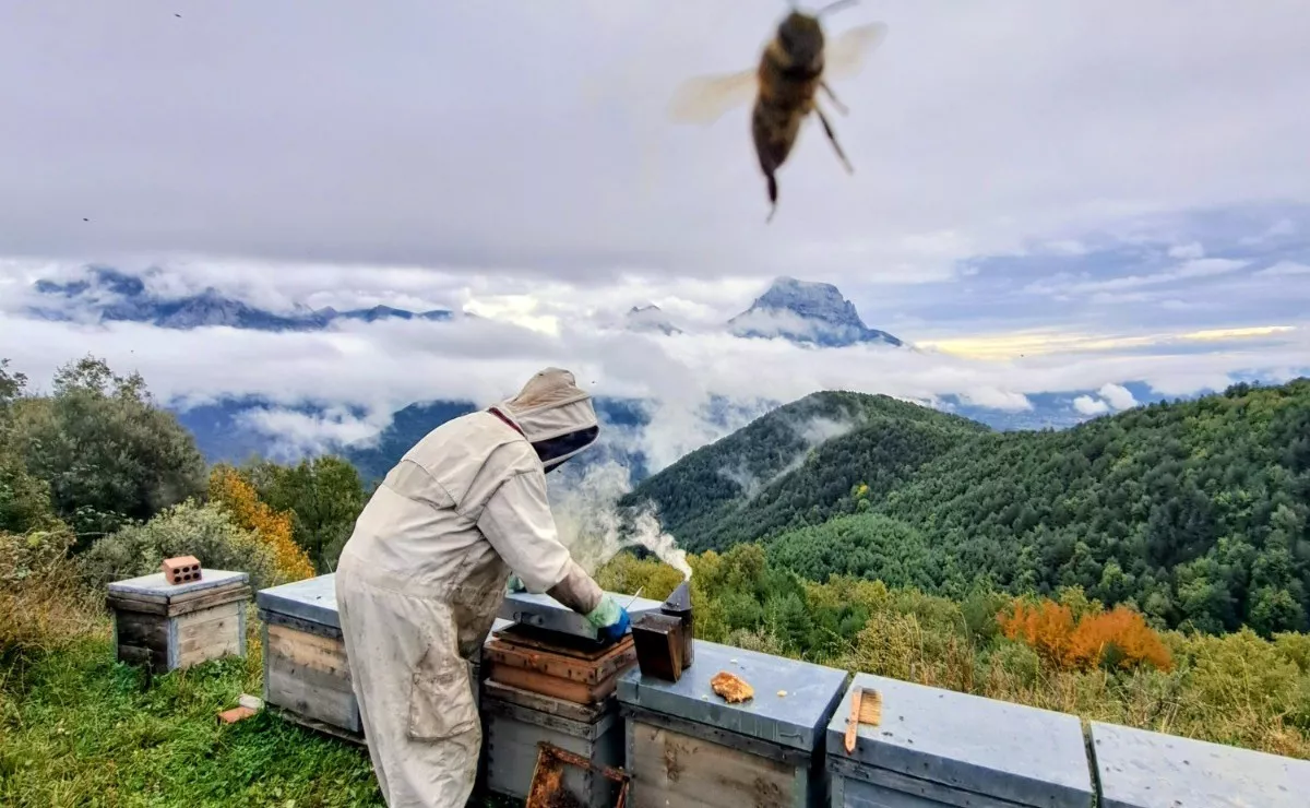 Imagen recortada de la fotografía 'Abejas y picos', de Héctor Jiménez.
