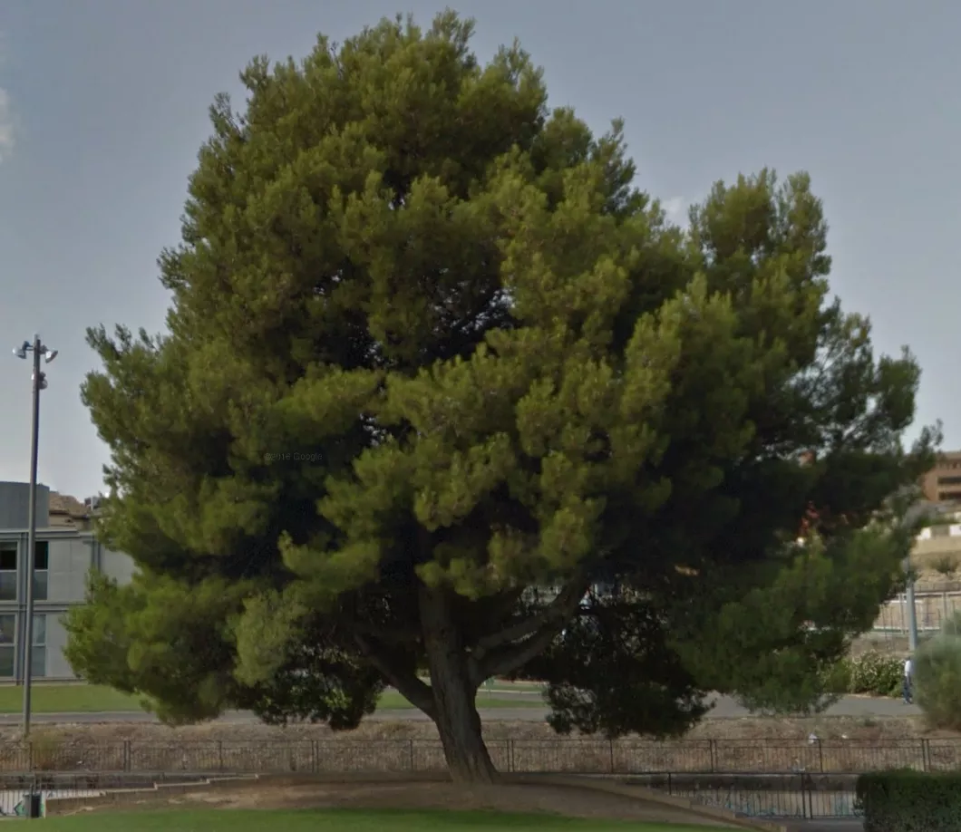Huesca dará protección legal a sus árboles singulares con una nueva ordenanza.