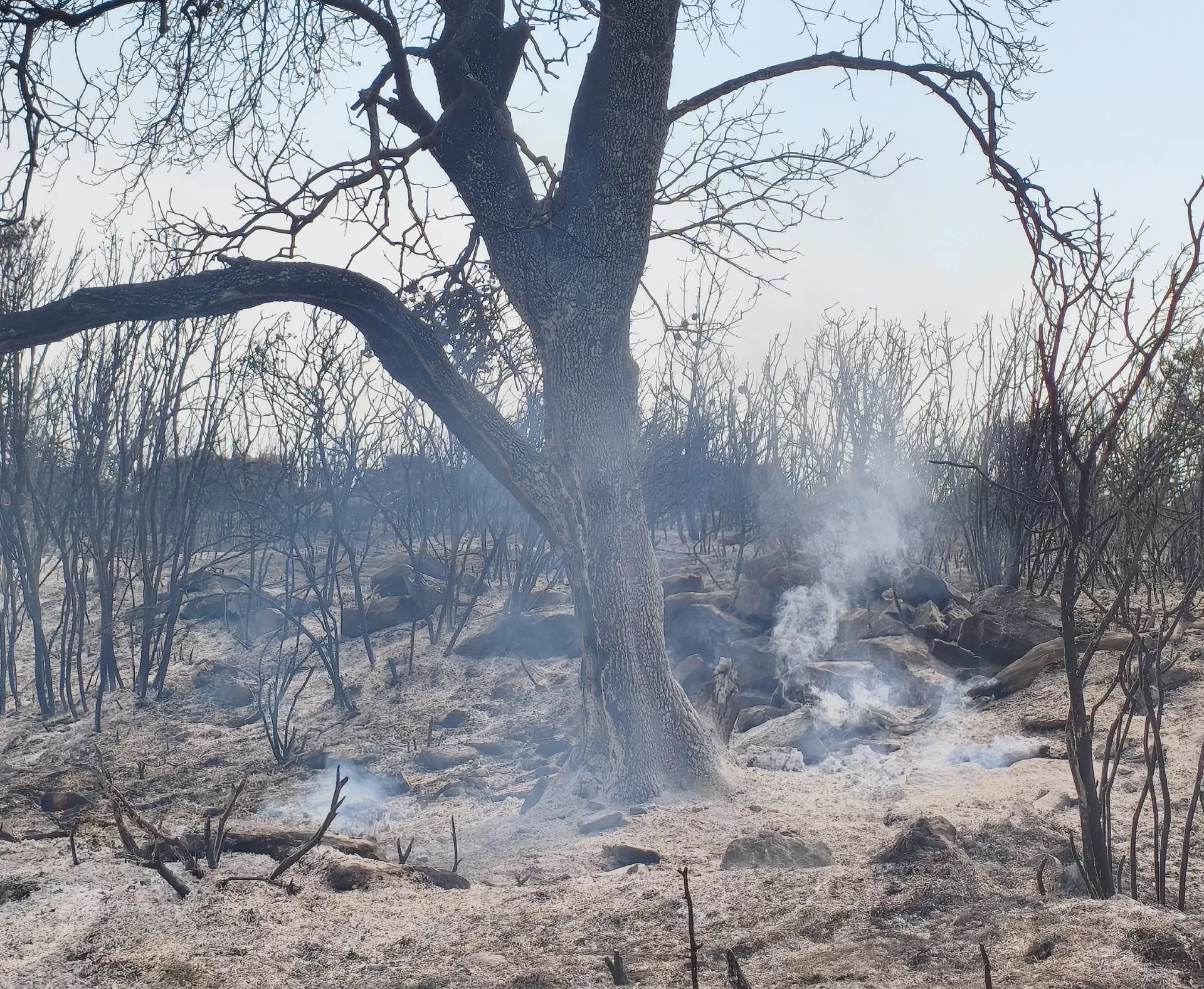 Expertos piden no alimentar a la fauna afectada por el incendio de Las Peñas de Riglos.