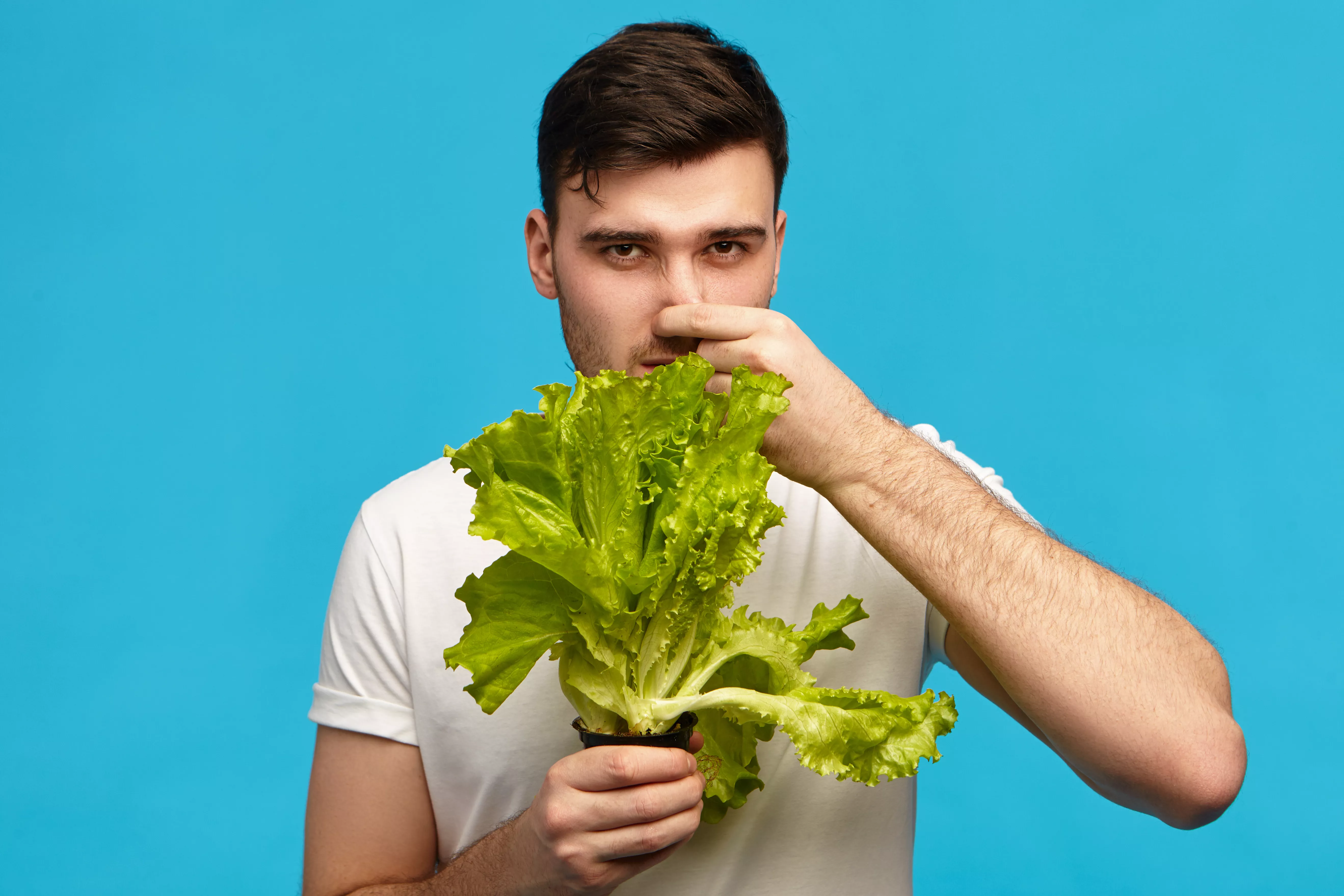 La lechuga, un imprescindible en nuestras vidas