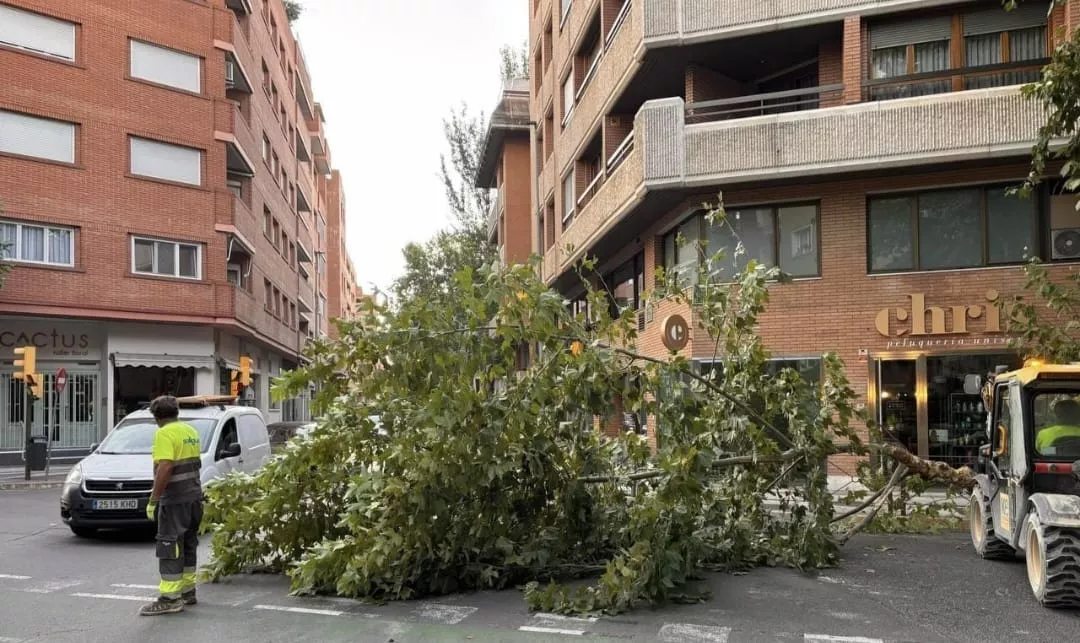 Un camión con la carga elevada arranca una gran rama en una calle de Huesca.