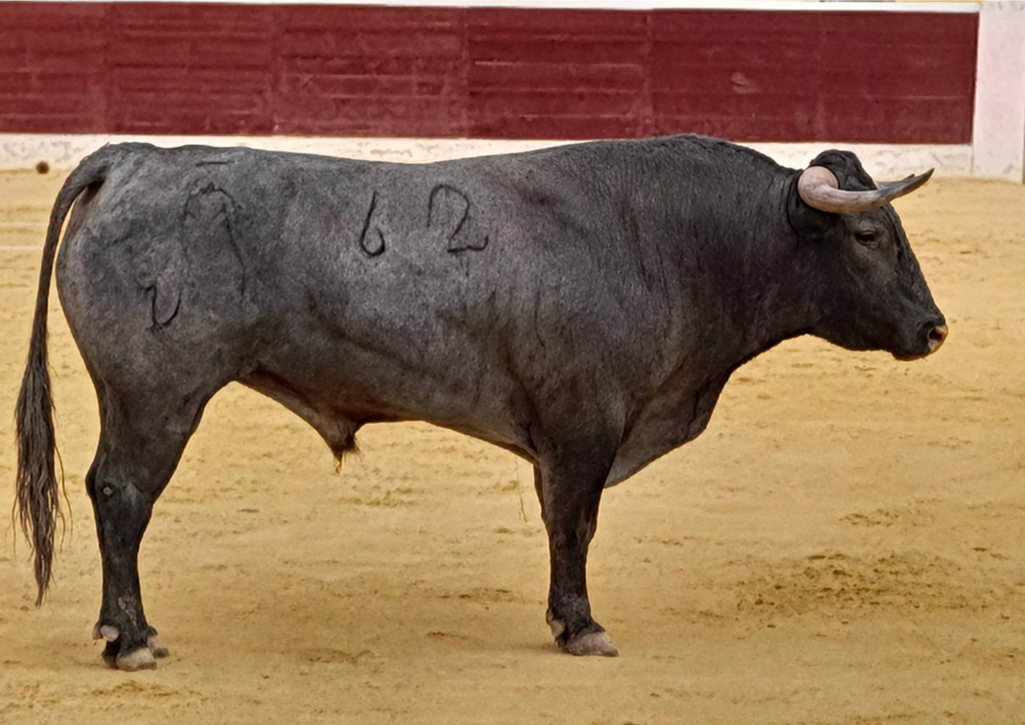 El Colegio de Veterinarios premia a Plantavides como mejor toro de la Feria Taurina de Huesca 2026