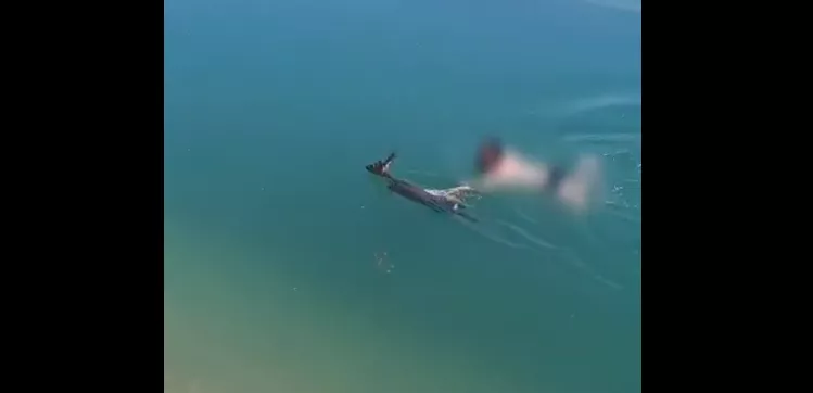Un guardia civil se lanza al Canal de Monegros para rescatar una cría de corzo .