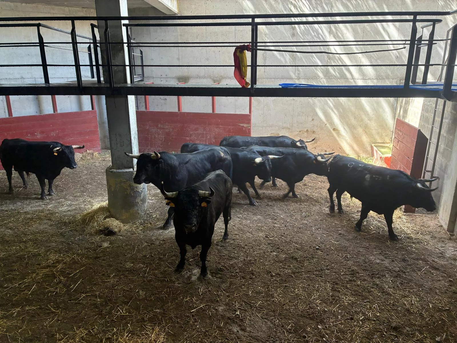 Los toros de Palha han llegado este domingo a Barbastro.