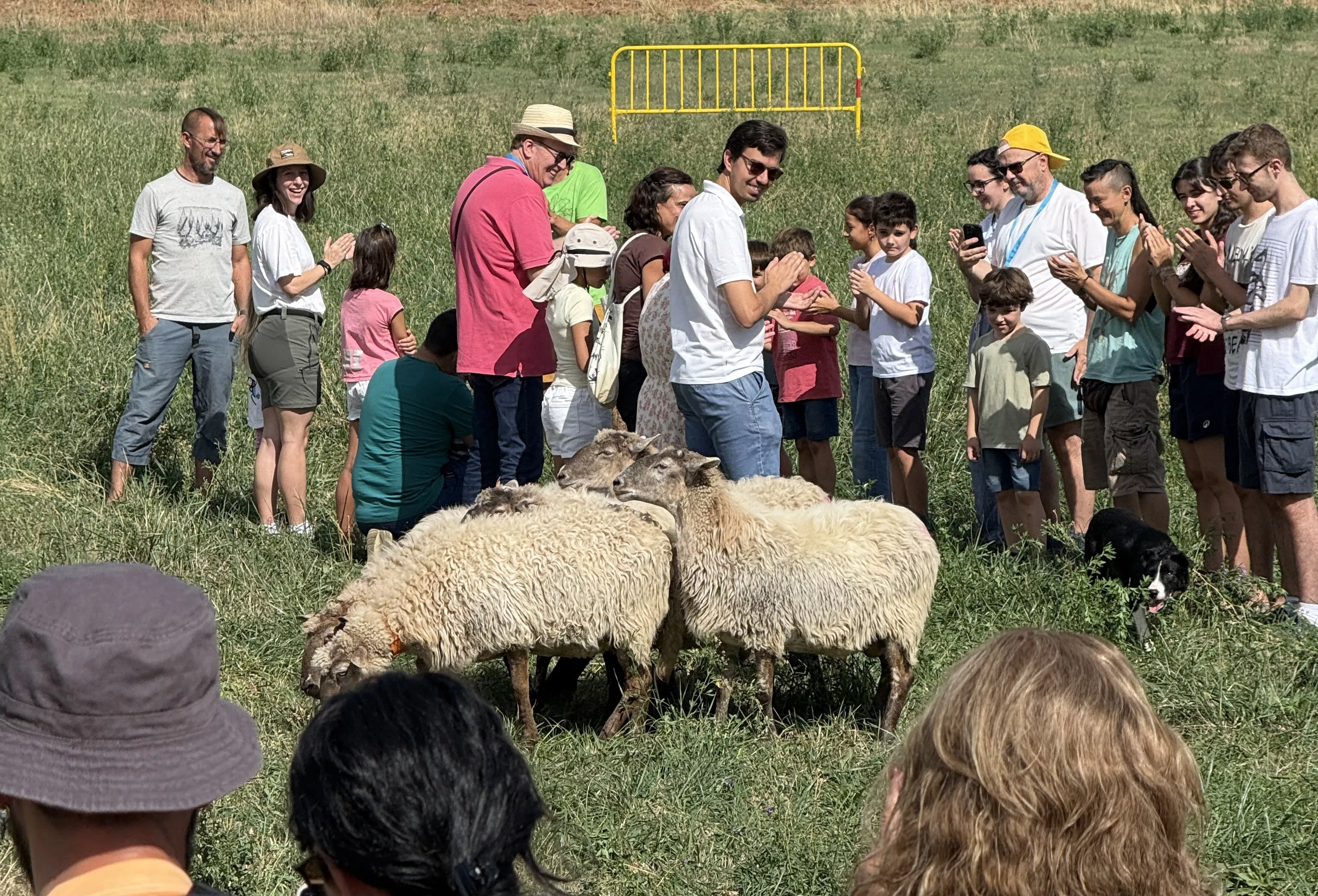 Pastoreo con perros con la participación del público.