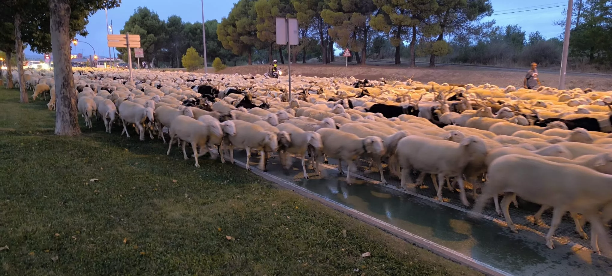 Paso por Huesca de un rebaño de 1.200 ovejas y cabras de regreso a Castelflorite por la cabañera. Foto Joaquín Santafé