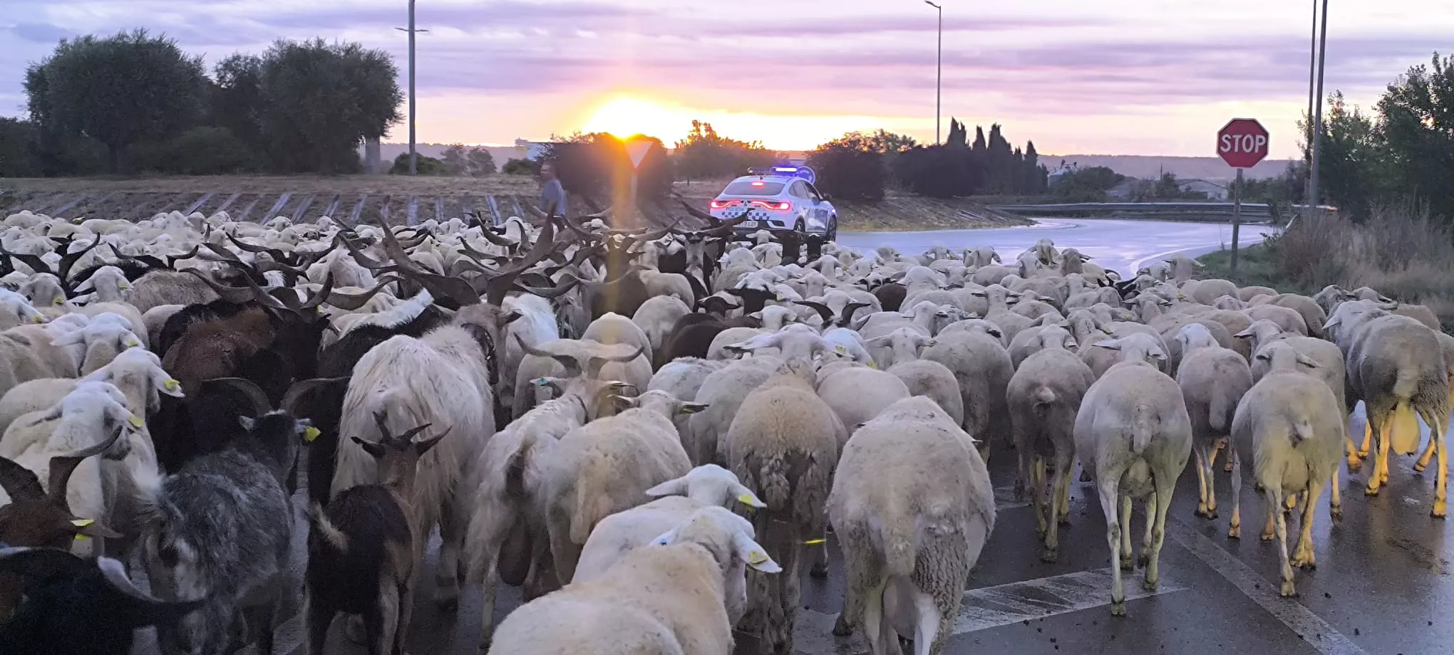 Paso por Huesca de un rebaño de 1.200 ovejas y cabras de regreso a Castelflorite por la cabañera. Foto Joaquín Santafé