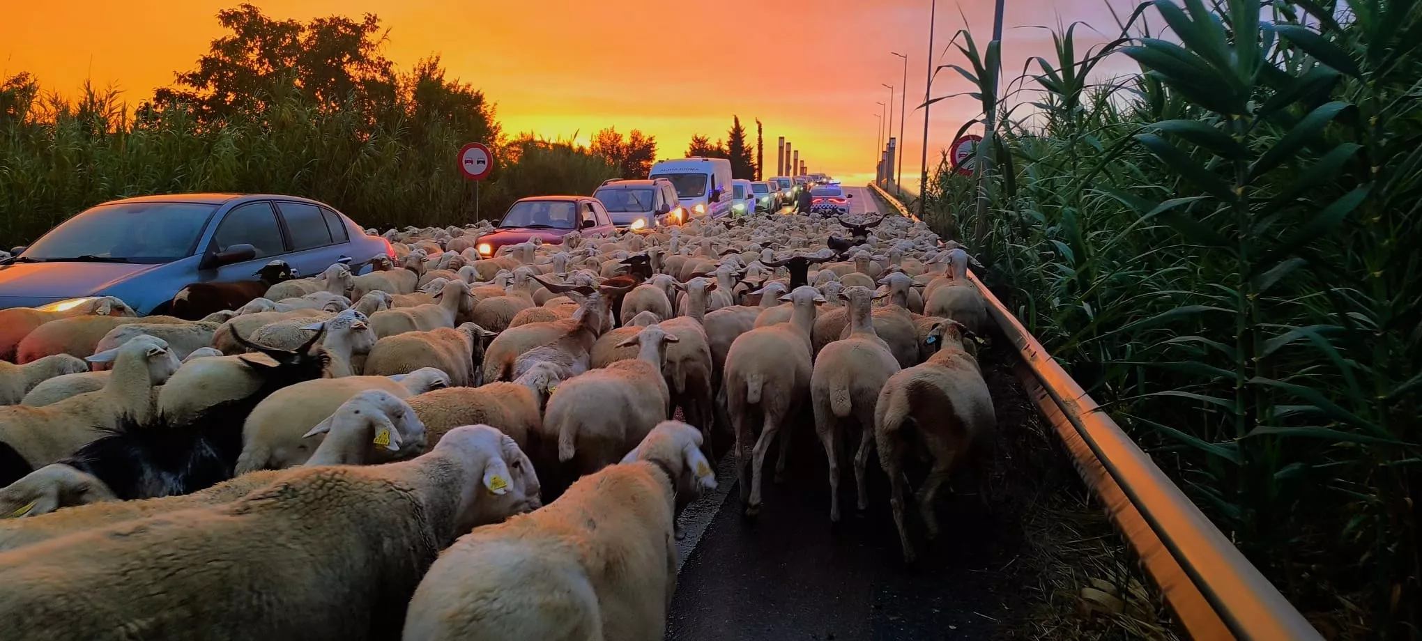 Paso por Huesca de un rebaño de 1.200 ovejas y cabras de regreso a Castelflorite por la cabañera. Foto Joaquín Santafé