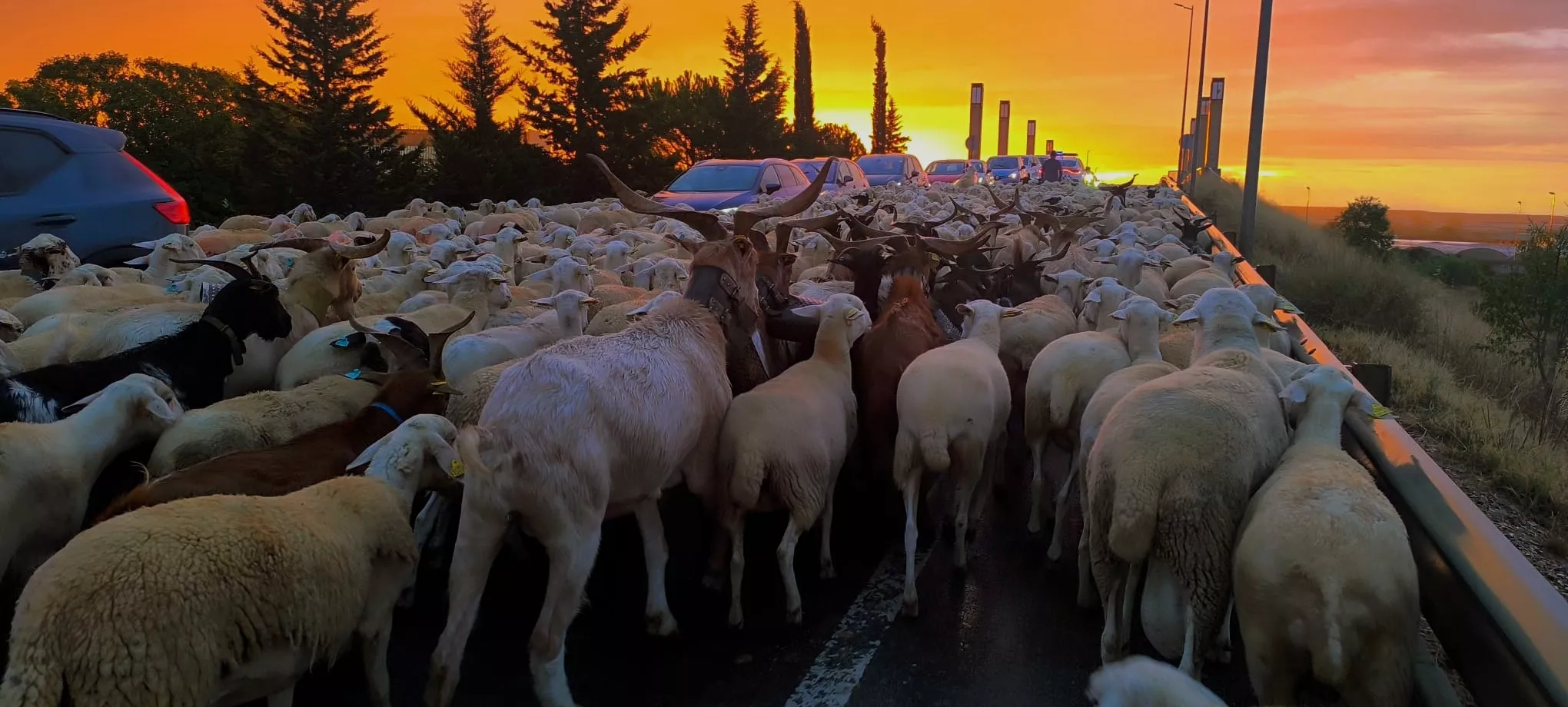 Paso por Huesca de un rebaño de 1.200 ovejas y cabras de regreso a Castelflorite por la cabañera. Foto Joaquín Santafé