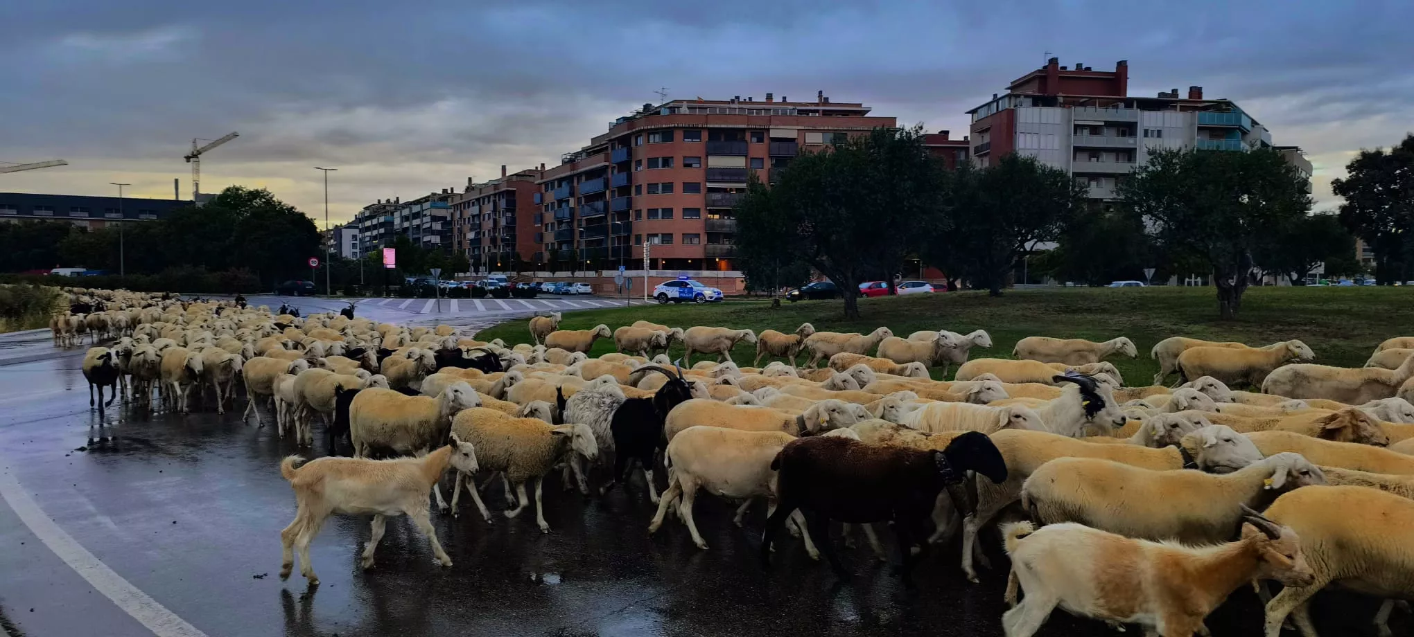 Paso por Huesca de un rebaño de 1.200 ovejas y cabras de regreso a Castelflorite por la cabañera. Foto Joaquín Santafé