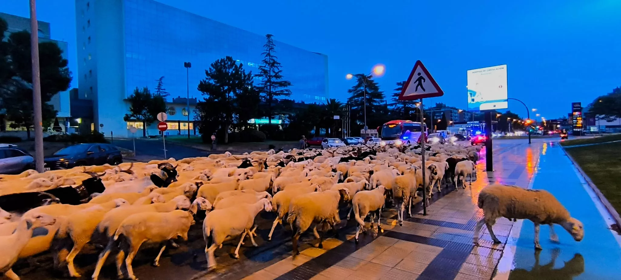 Paso por Huesca de un rebaño de 1.200 ovejas y cabras de regreso a Castelflorite por la cabañera. Foto Joaquín Santafé