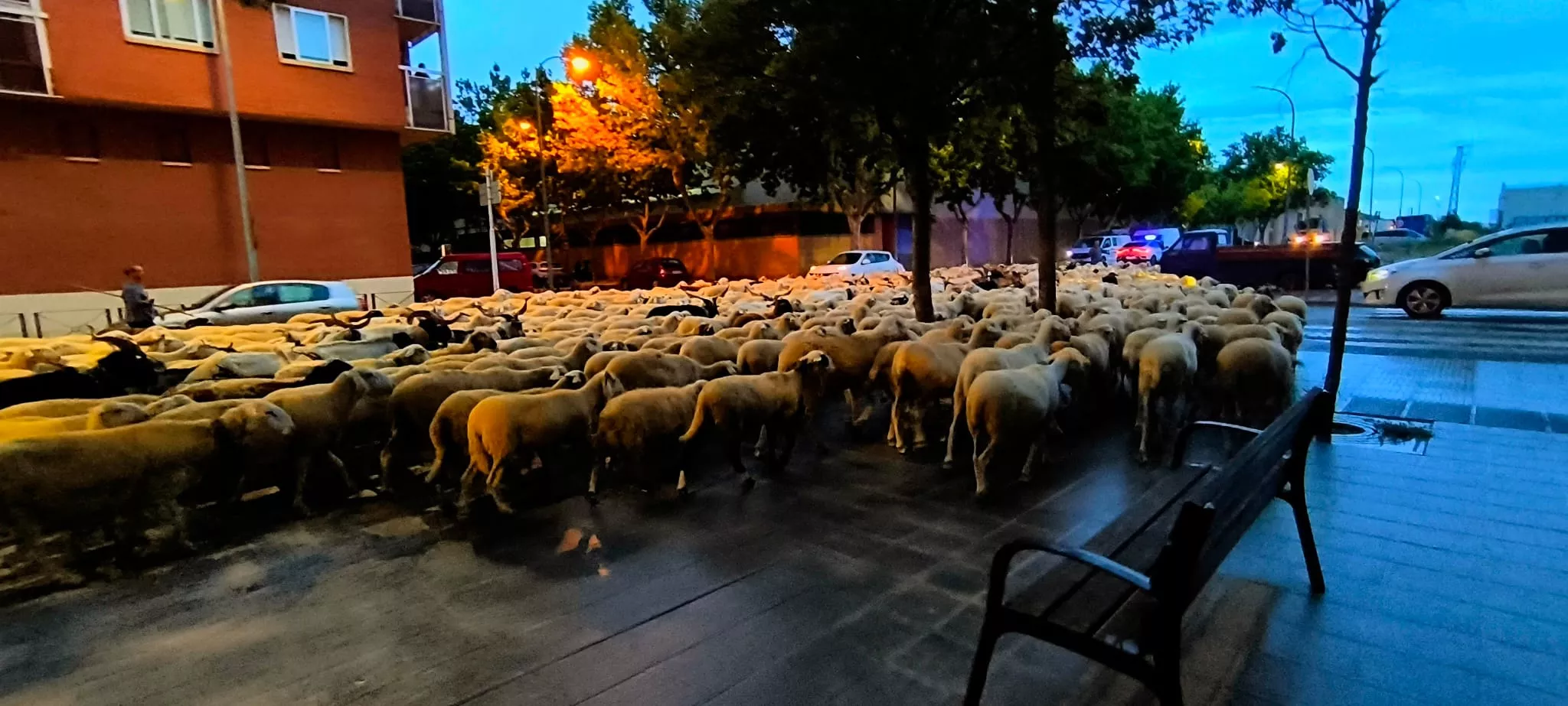 Paso por Huesca de un rebaño de 1.200 ovejas y cabras de regreso a Castelflorite por la cabañera. Foto Joaquín Santafé